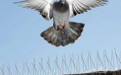 شركة تركيب طارد الحمام بجدة