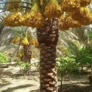 تكريب نخيل بالرياض