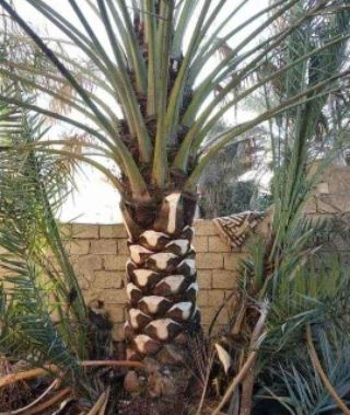 تكريب نخيل بالرياض
