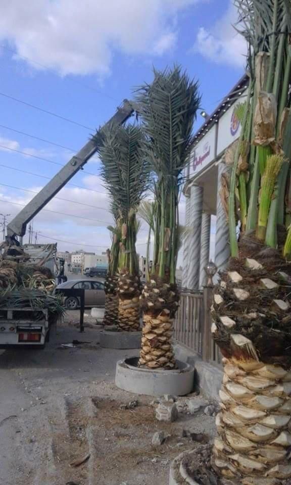 تكريب نخيل بالرياض