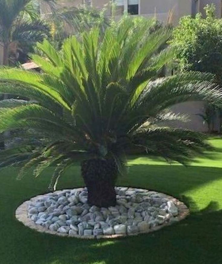 تكريب نخيل بالرياض