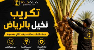 تكريب نخيل بالرياض
