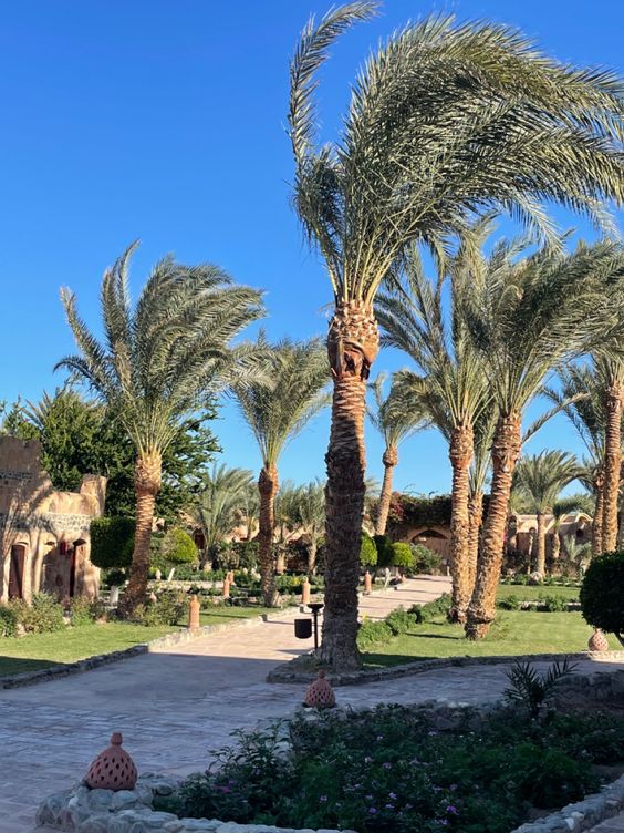 تكريب نخيل بالرياض