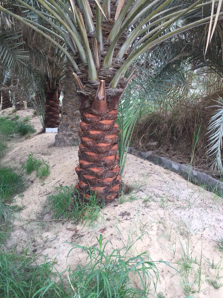 تكريب نخيل بالرياض