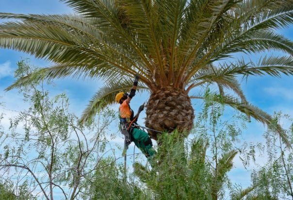 تكريب نخيل بالرياض