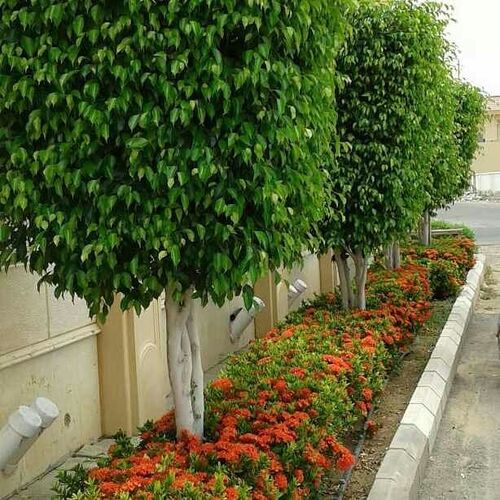 قص اشجار بالرياض