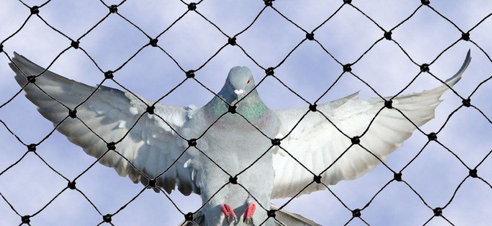 أنواع طارد الحمام بجدة واختيار نظام الحماية المناسب